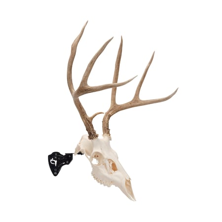 Allen Co EZ Mount Adjustable Steel Skull Stand, Black 7203